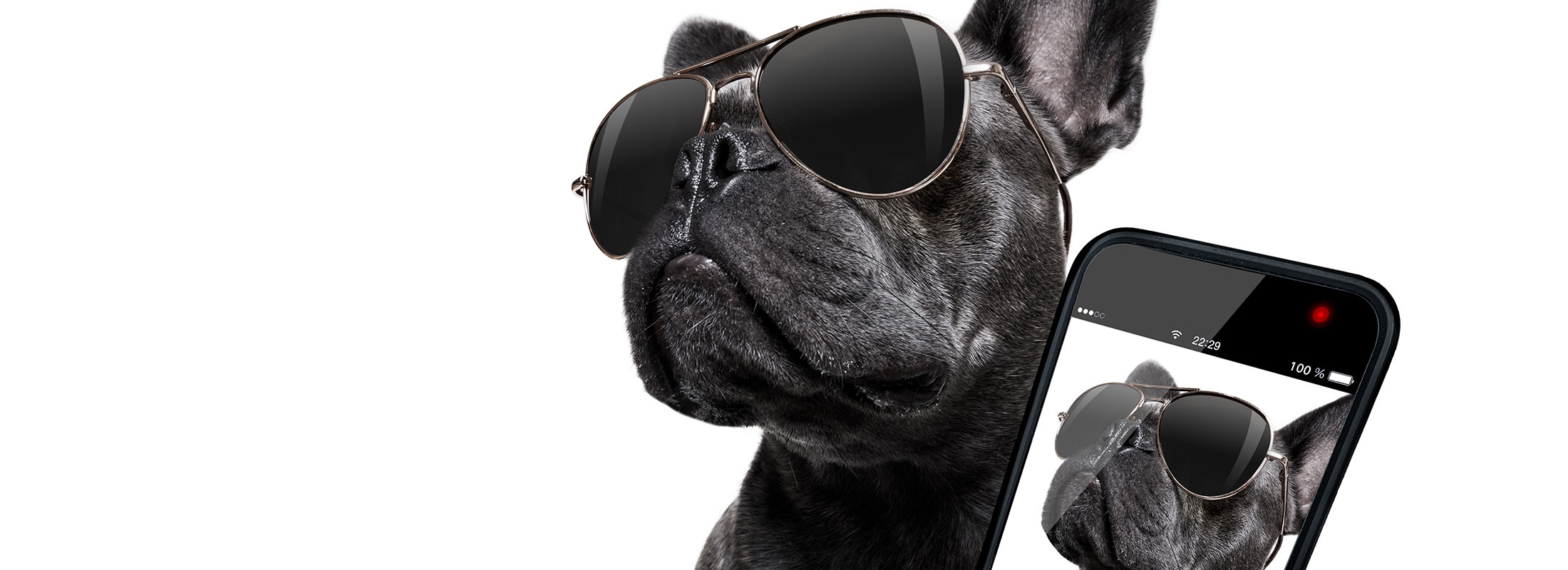 image of dog taking a selfie